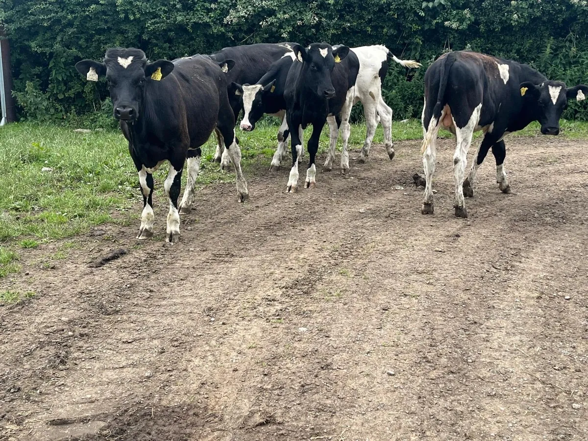 7 super  British Frisian bullocks - Image 2