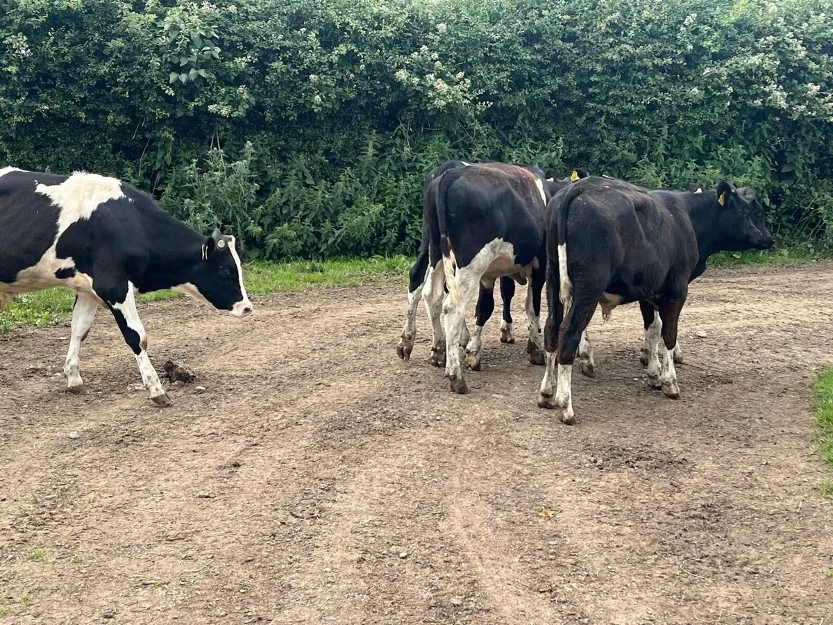 7 super  British Frisian bullocks - Image 3