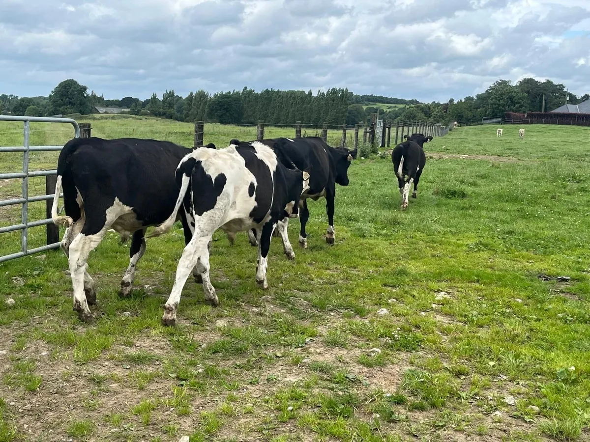 7 super  British Frisian bullocks - Image 4