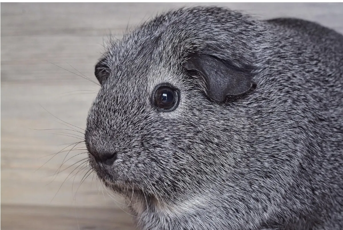Guinea Pig Smooth Hair Silver  - Image 1