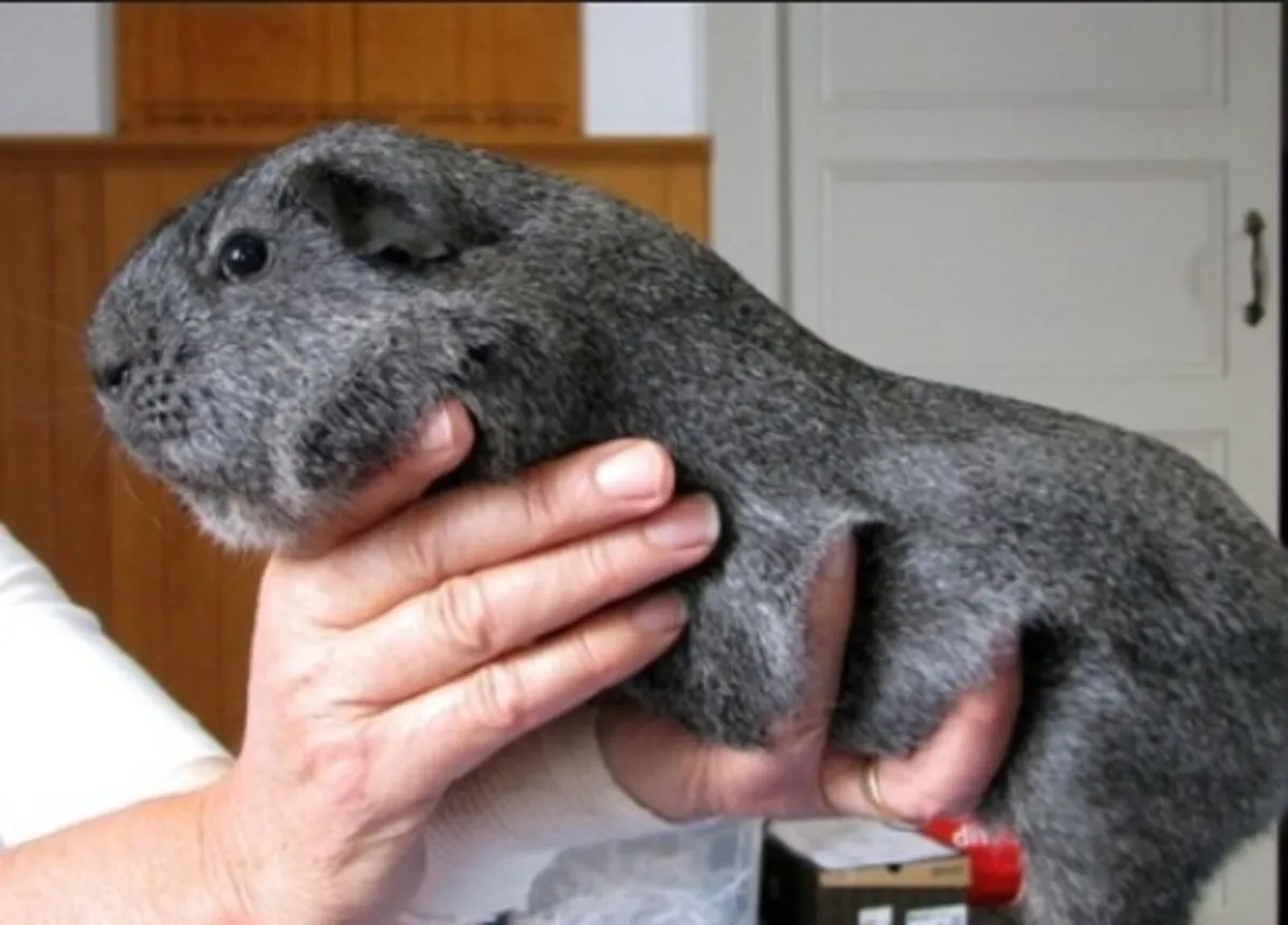 Guinea Pig Smooth Hair Silver  - Image 2