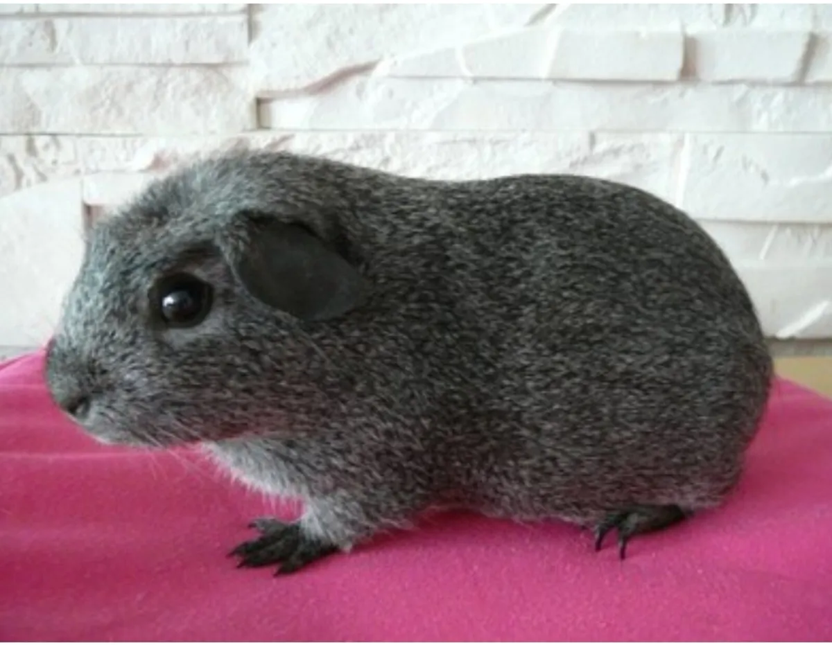 Guinea Pig Smooth Hair Silver  - Image 3