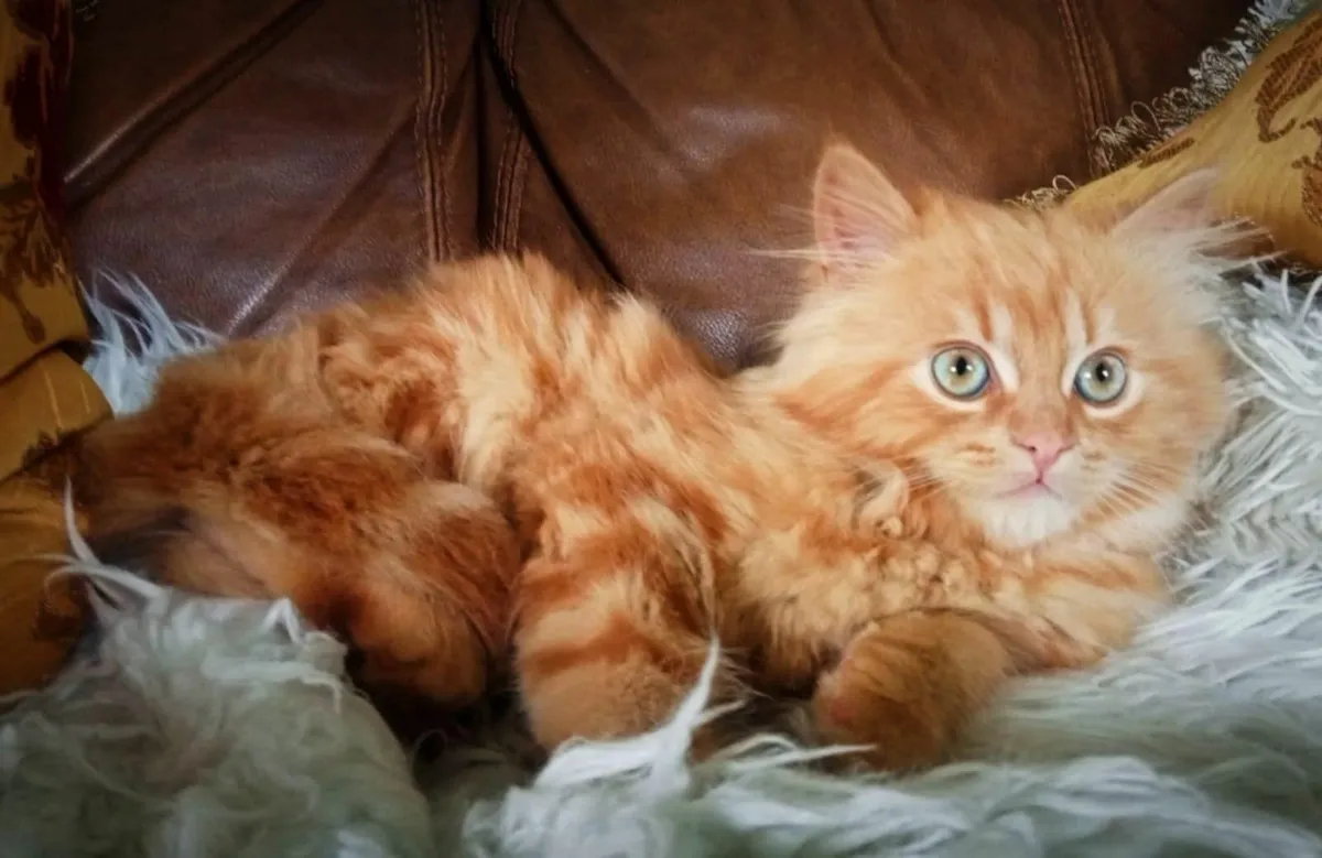 Beautiful Persian X Marmalade Kitten - Image 3