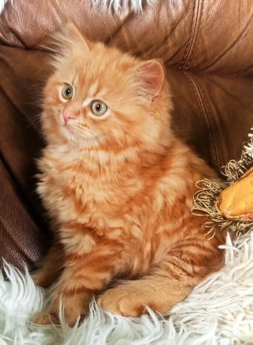 Beautiful Persian X Marmalade Kitten - Image 1