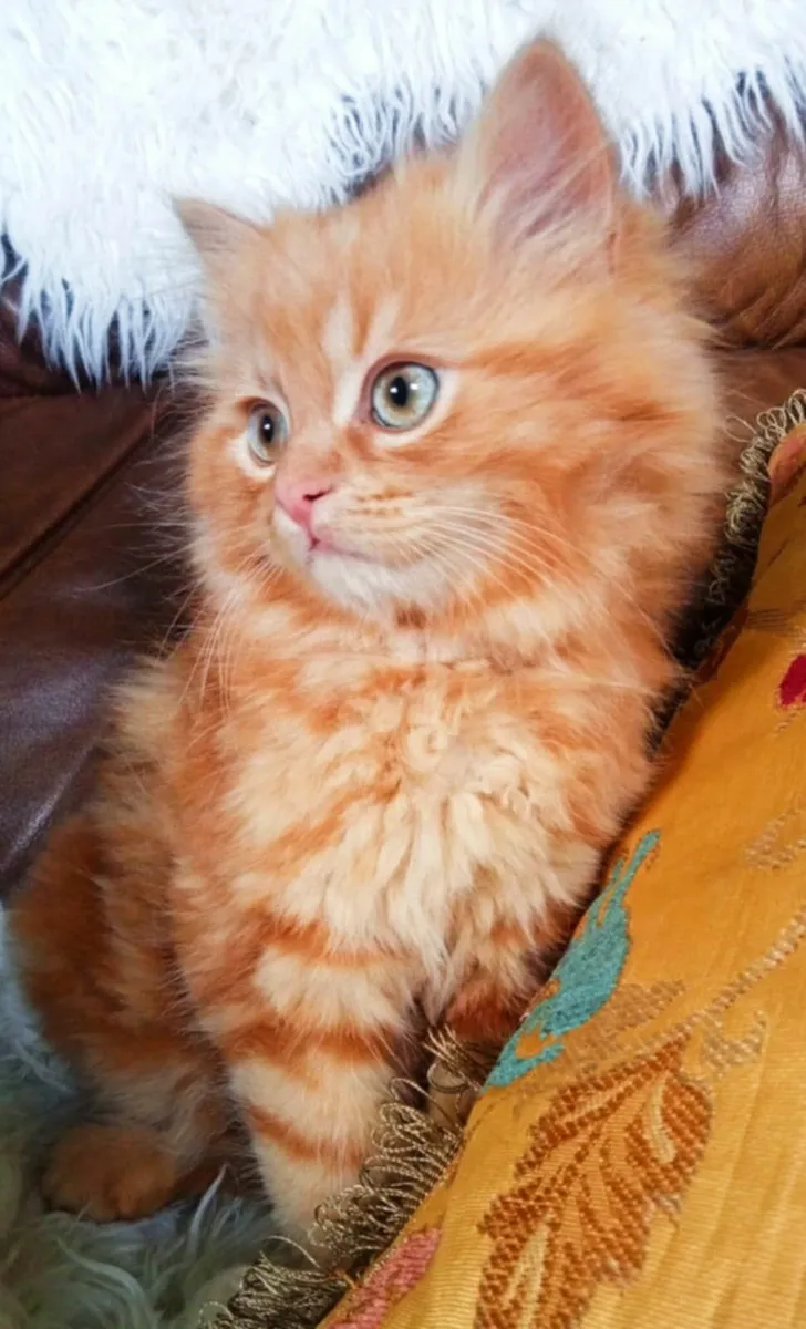 Beautiful Persian X Marmalade Kitten - Image 4