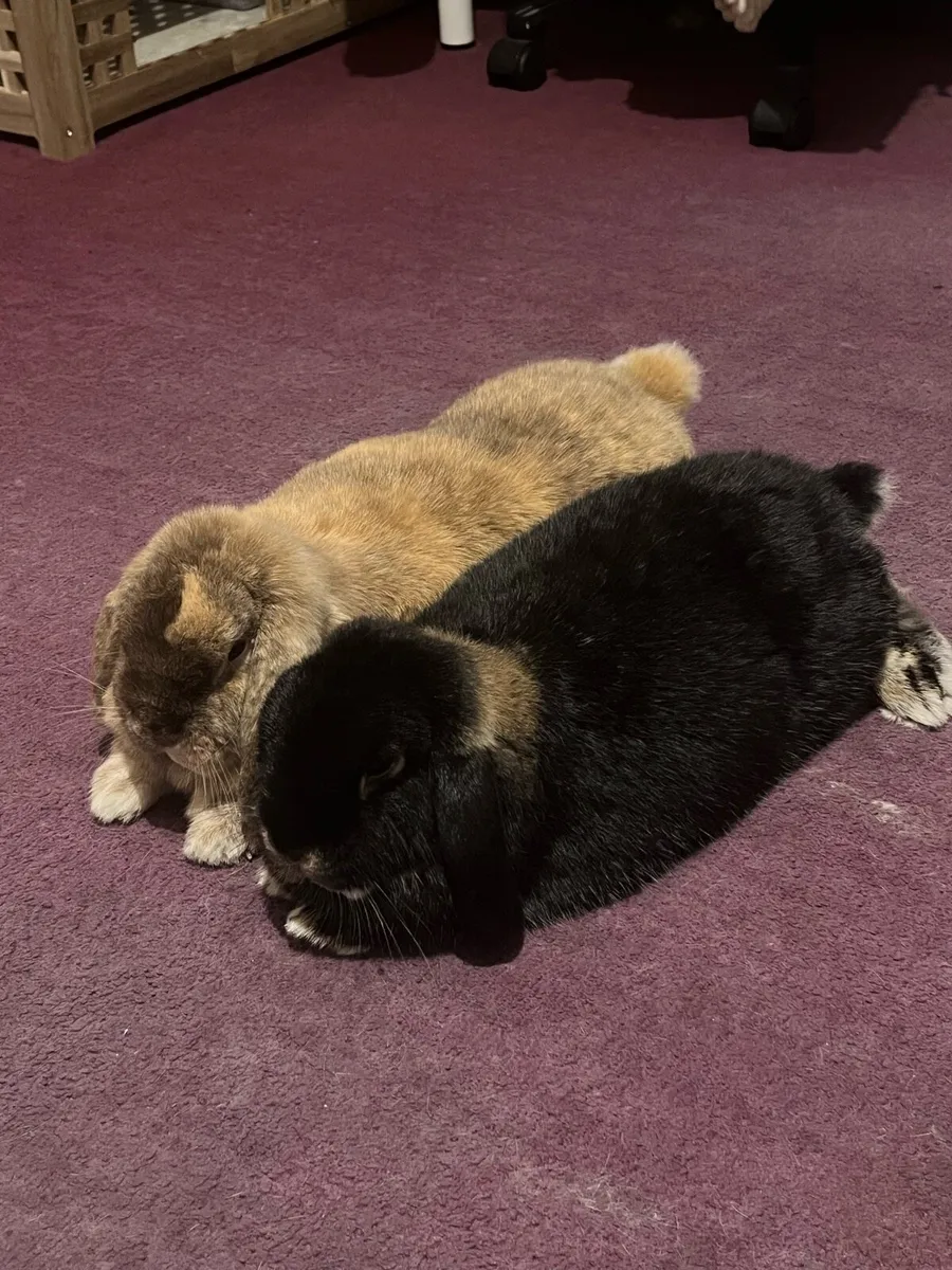 Bonded Trio of Lop Eared Bunnies For Sale - Image 2