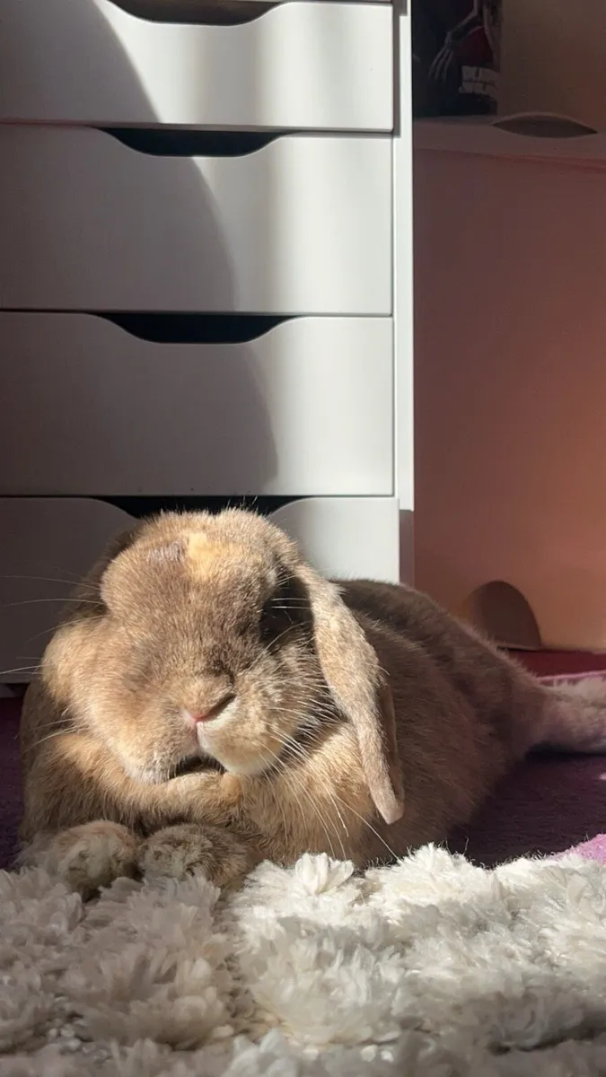 Bonded Trio of Lop Eared Bunnies For Sale - Image 3