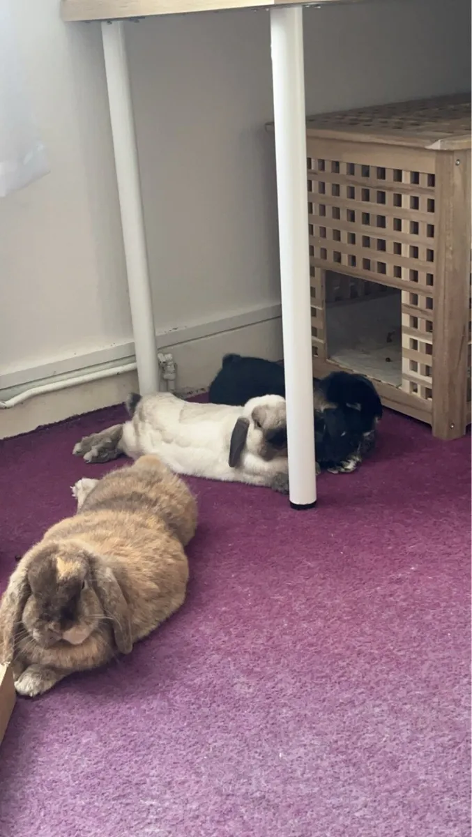 Bonded Trio of Lop Eared Bunnies For Sale - Image 4