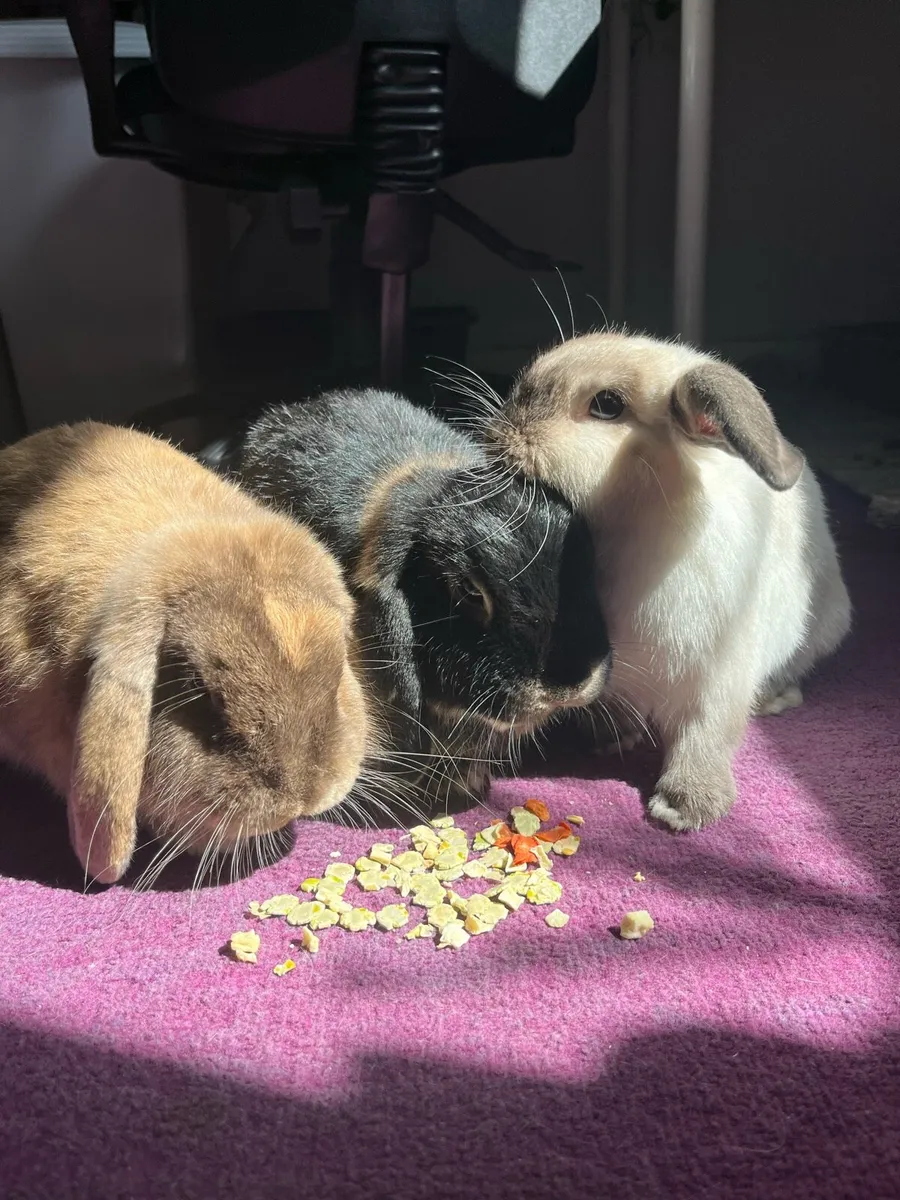 Bonded Trio of Lop Eared Bunnies For Sale - Image 1