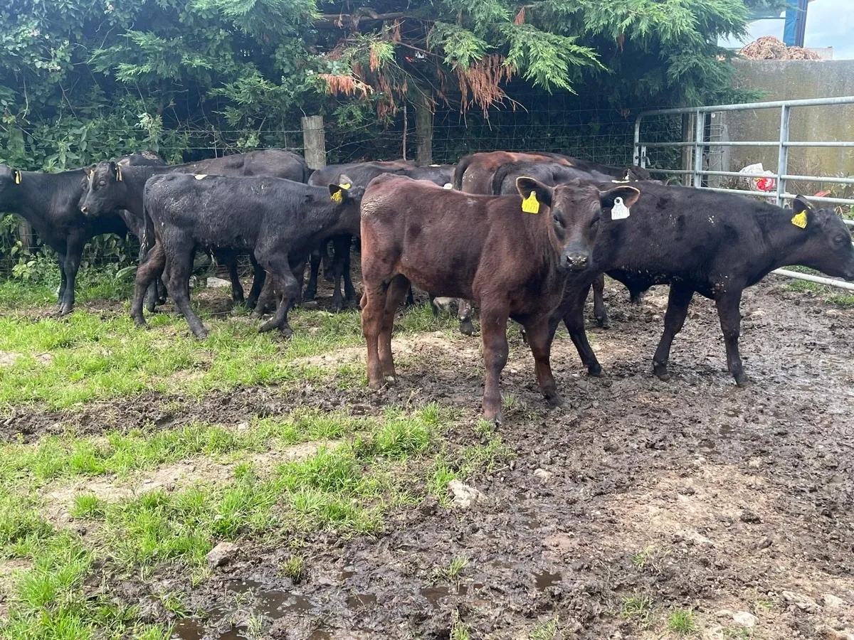 16 super Angus bull weanlings - Image 1