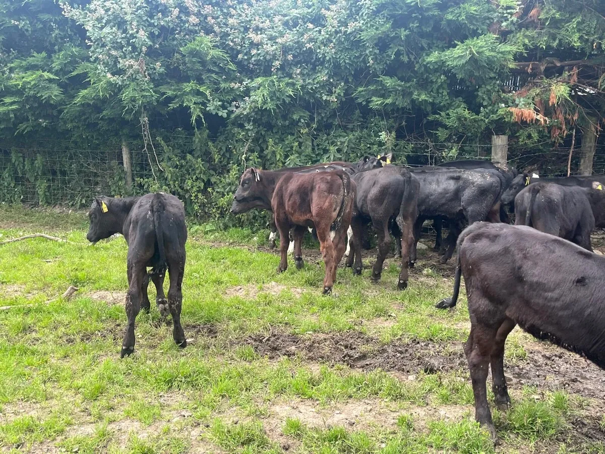 16 super Angus bull weanlings - Image 3
