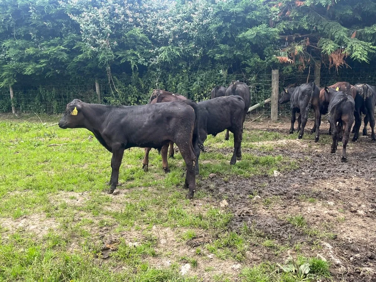 16 super Angus bull weanlings - Image 4