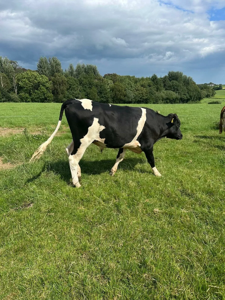 Freisian Bull - Image 1