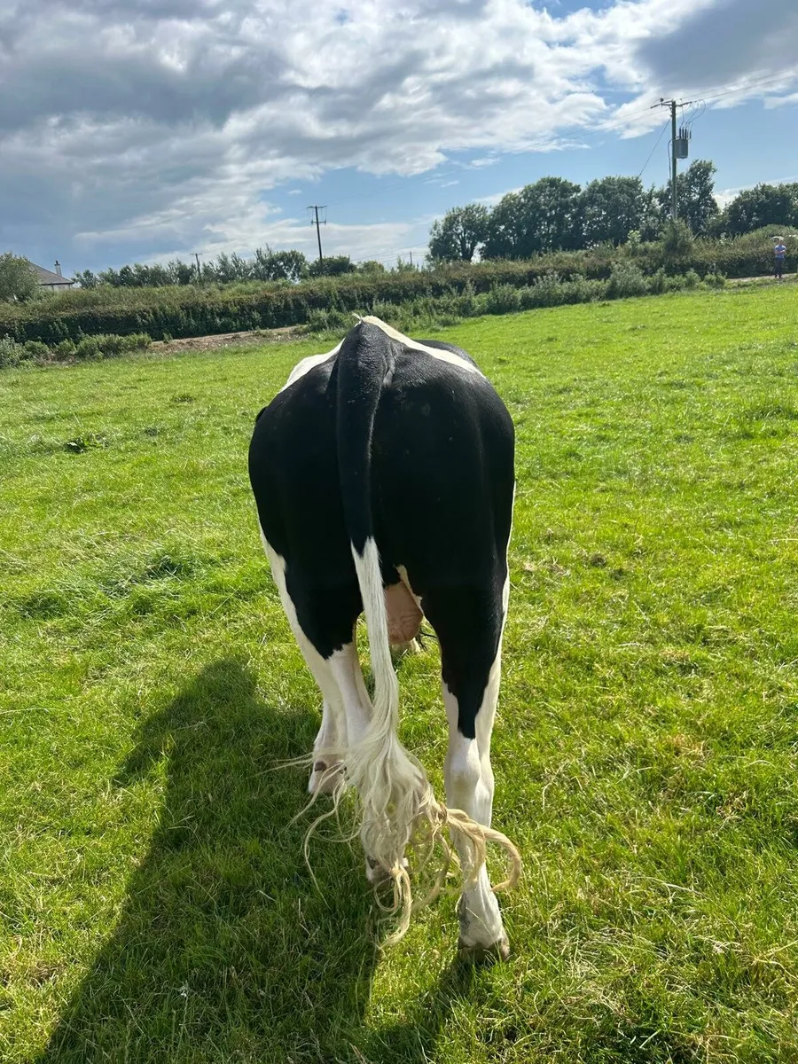 Freisian Bull - Image 2