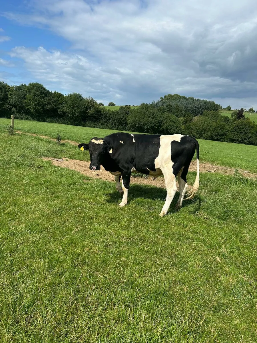 Freisian Bull - Image 3