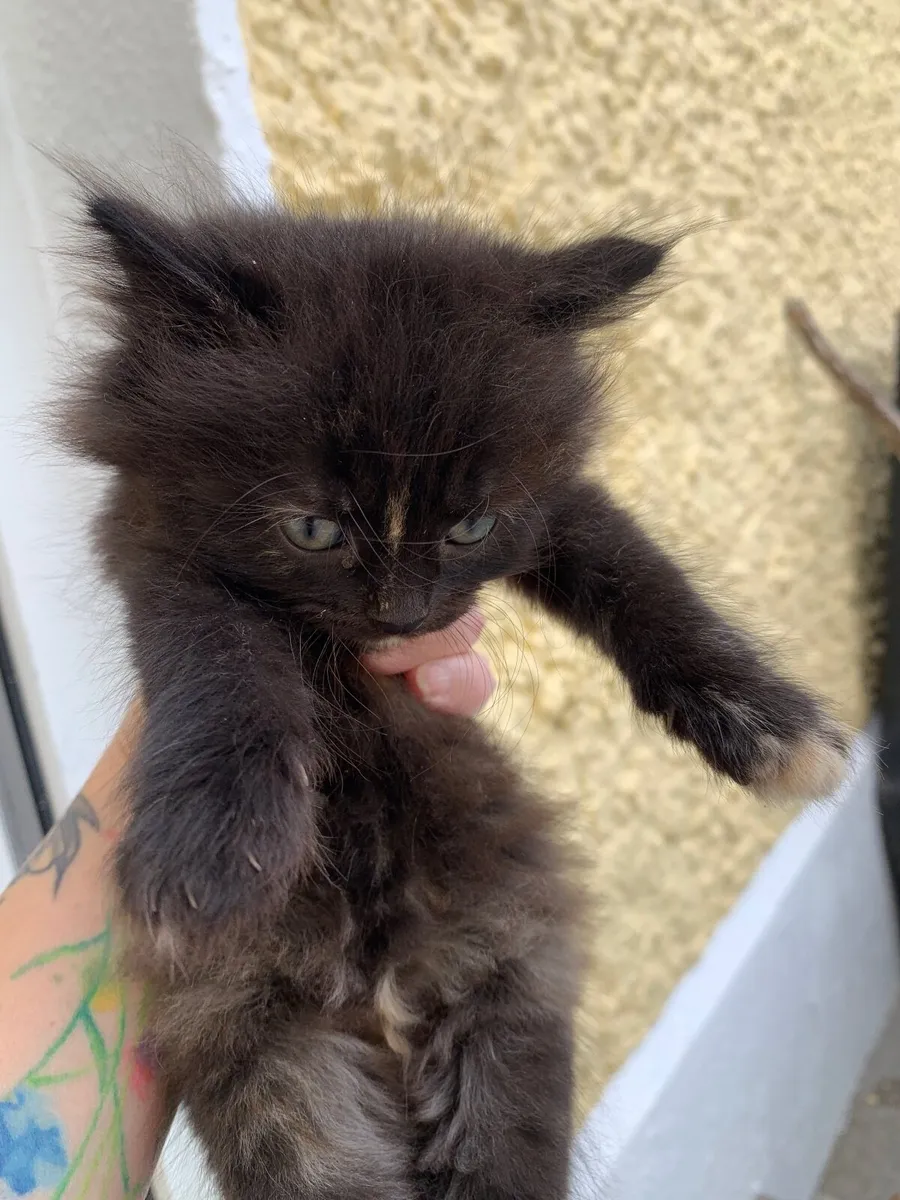 Beautiful black cats for sale - Image 1