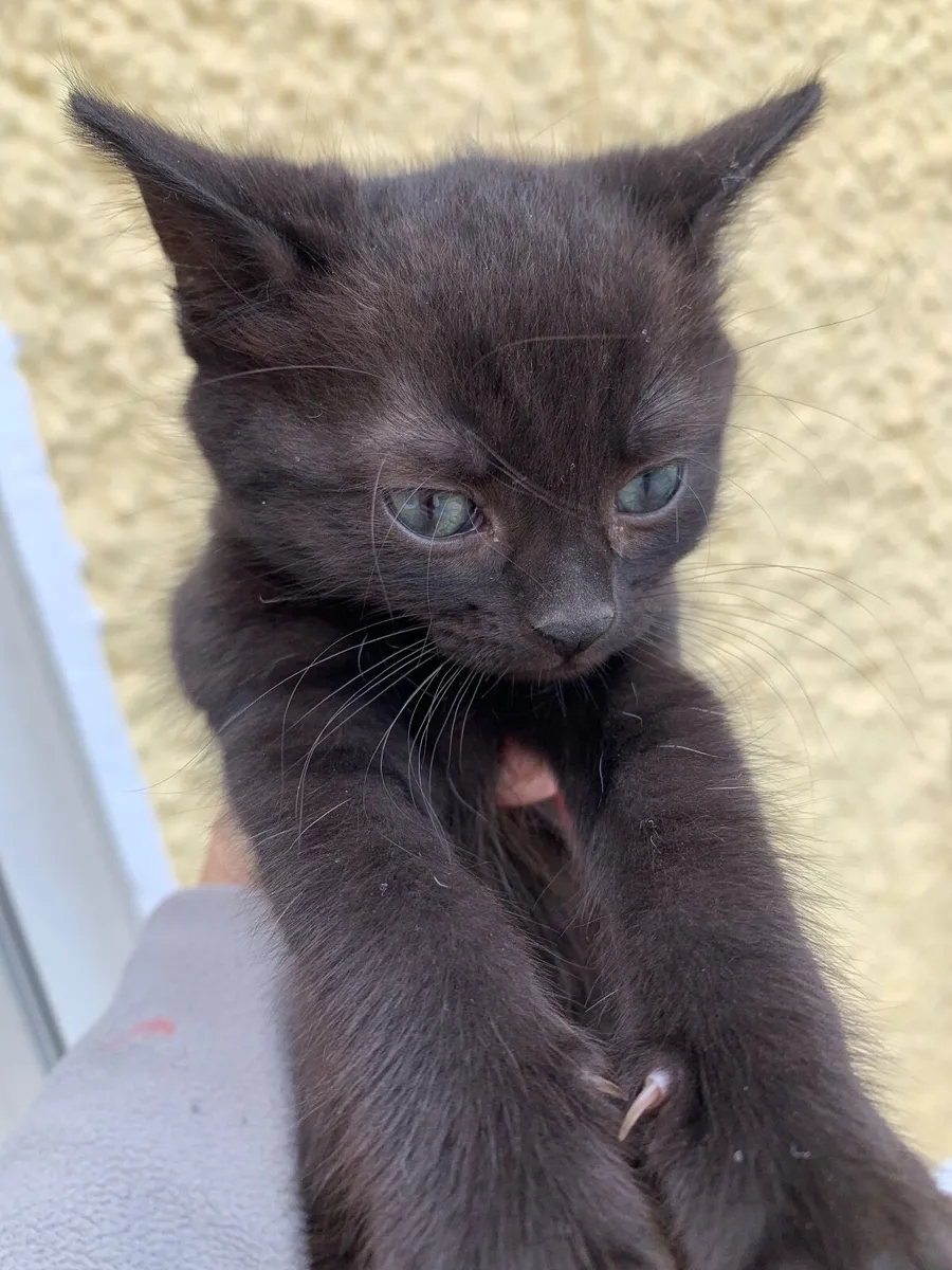 Beautiful black cats for sale - Image 4