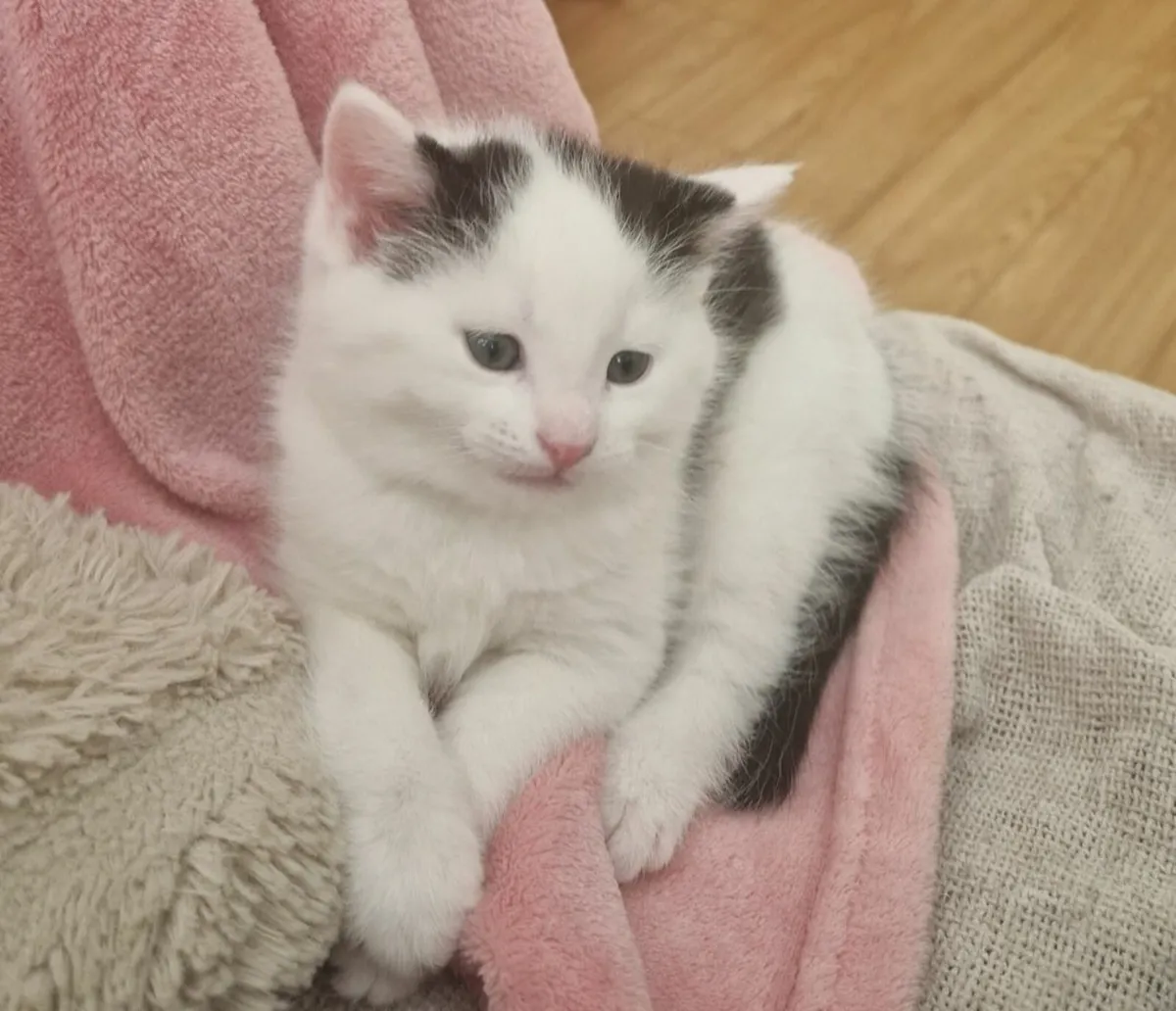 Kittens - Image 2