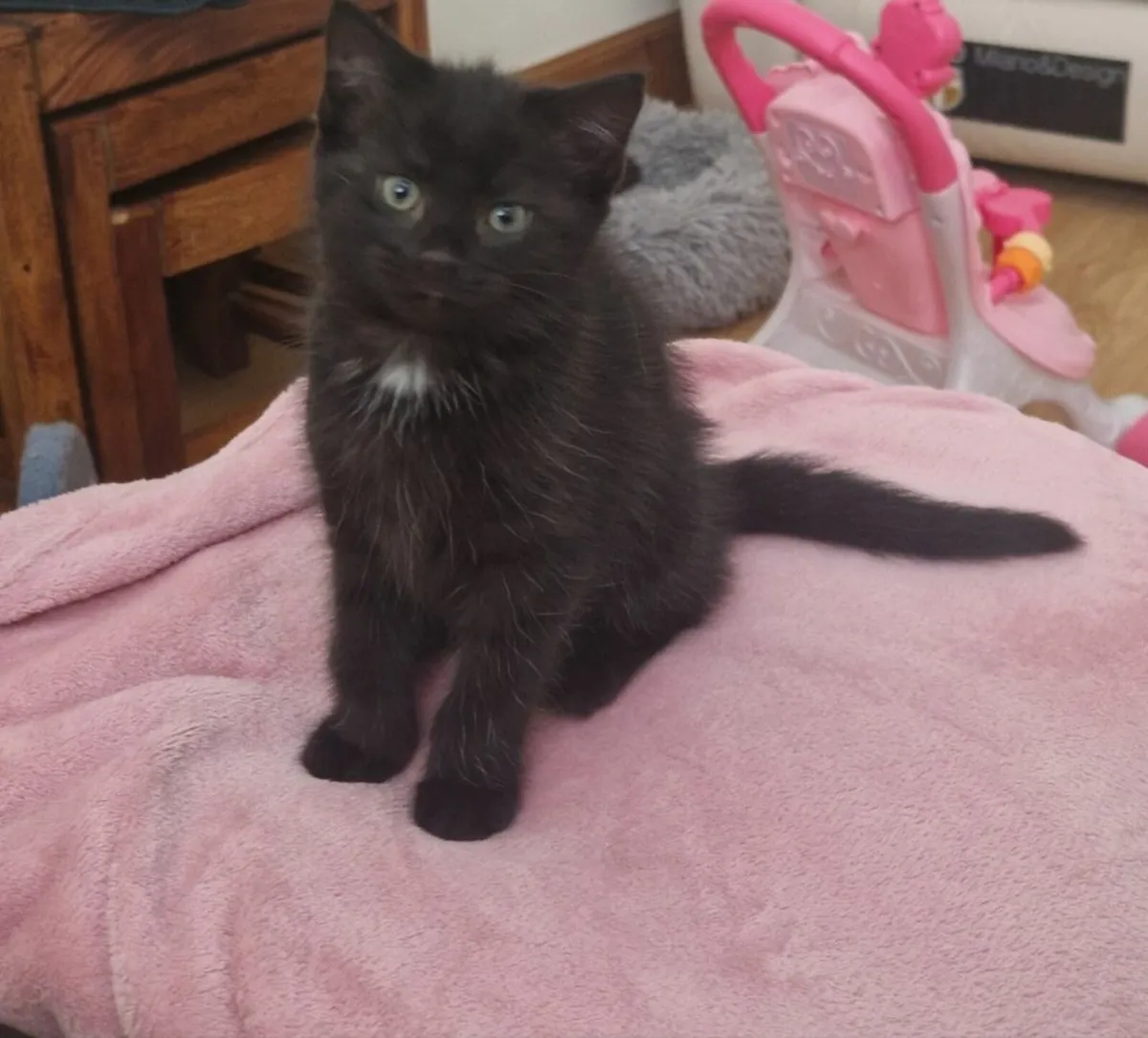 Kittens - Image 3