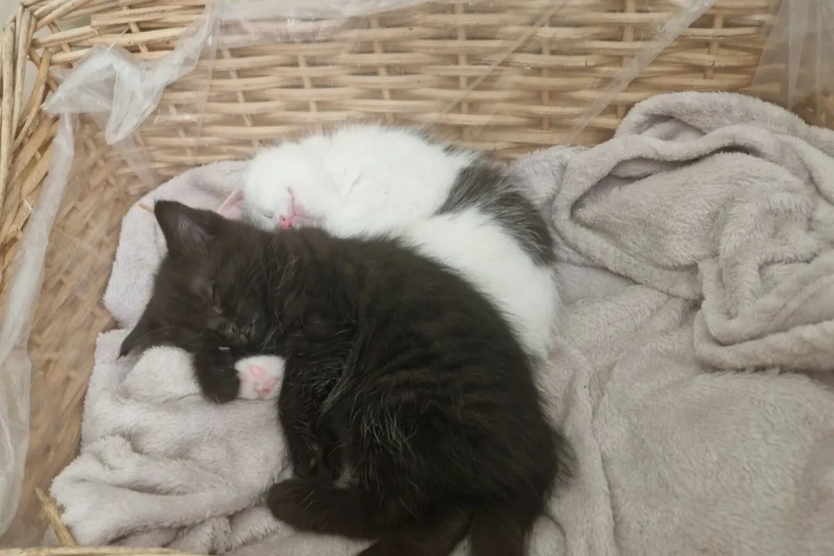 Kittens - Image 4
