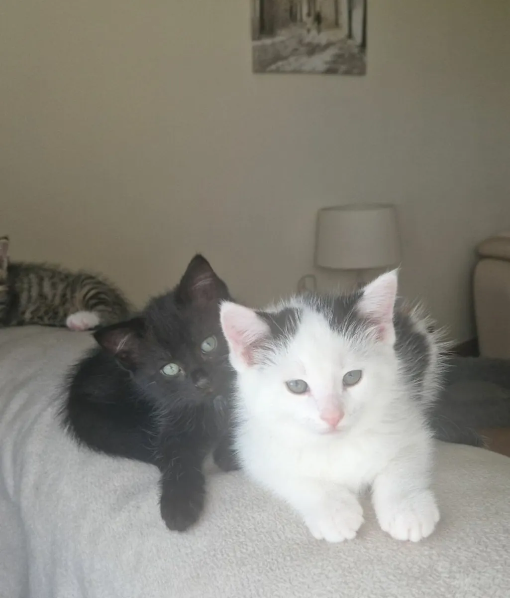 Kittens - Image 1