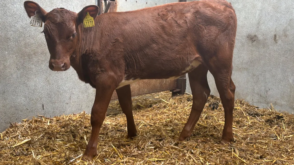 Angus X Shorthorn Heifer Runner - Image 1