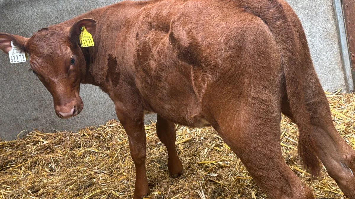 Angus X Shorthorn Heifer Runner - Image 4