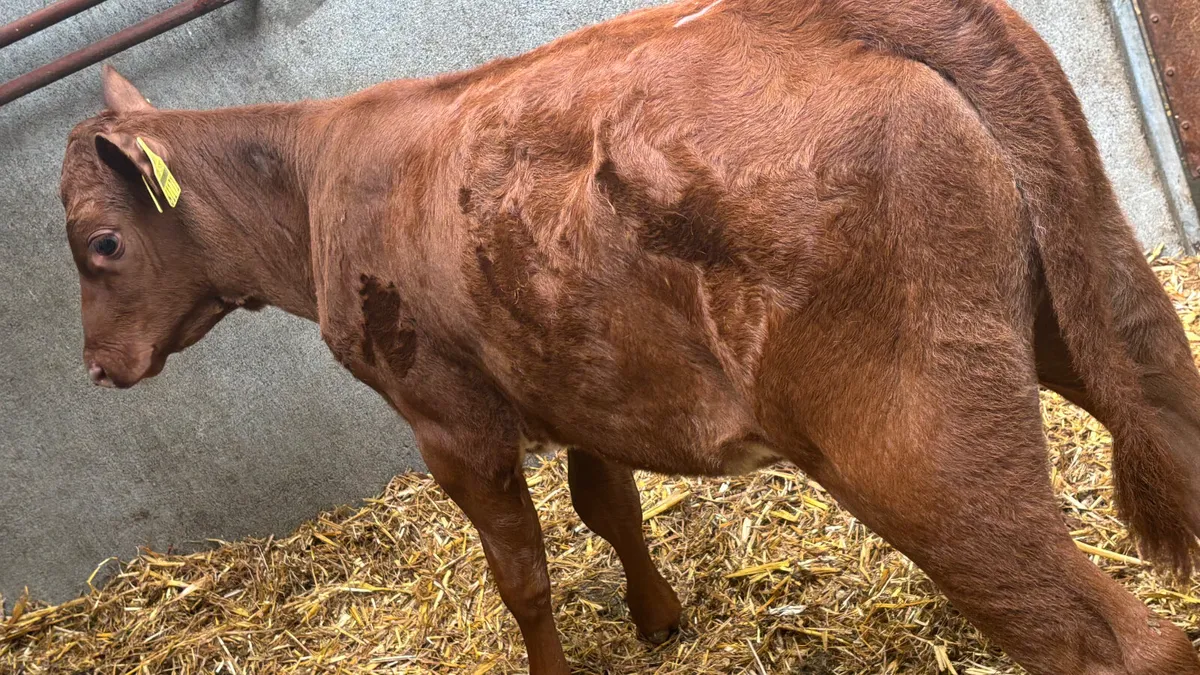 Angus X Shorthorn Heifer Runner - Image 2