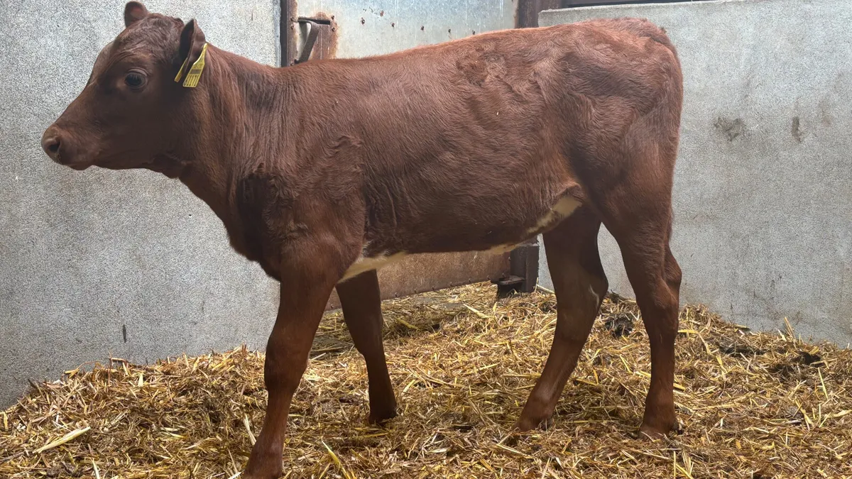 Angus X Shorthorn Heifer Runner - Image 3