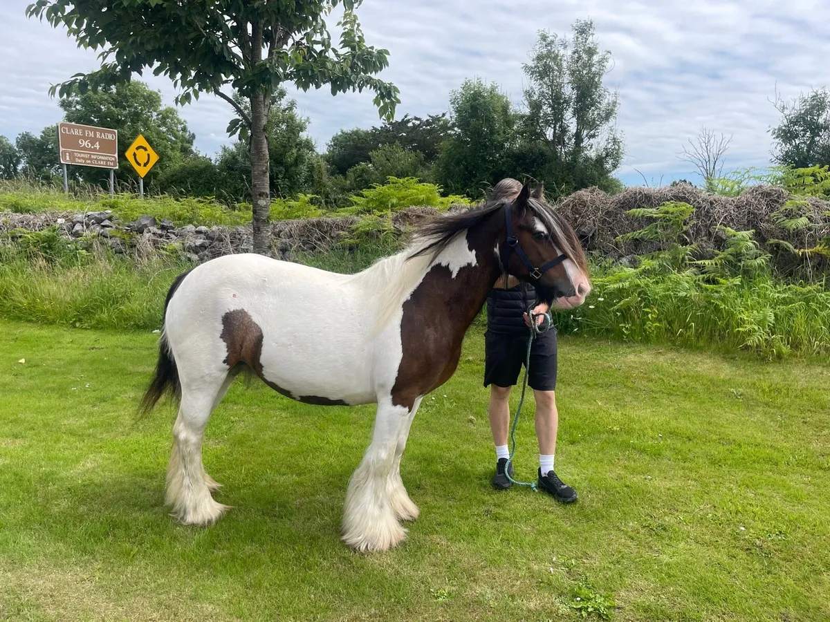 Mare for sale - Image 1