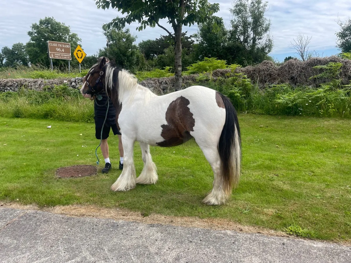 Mare for sale - Image 2