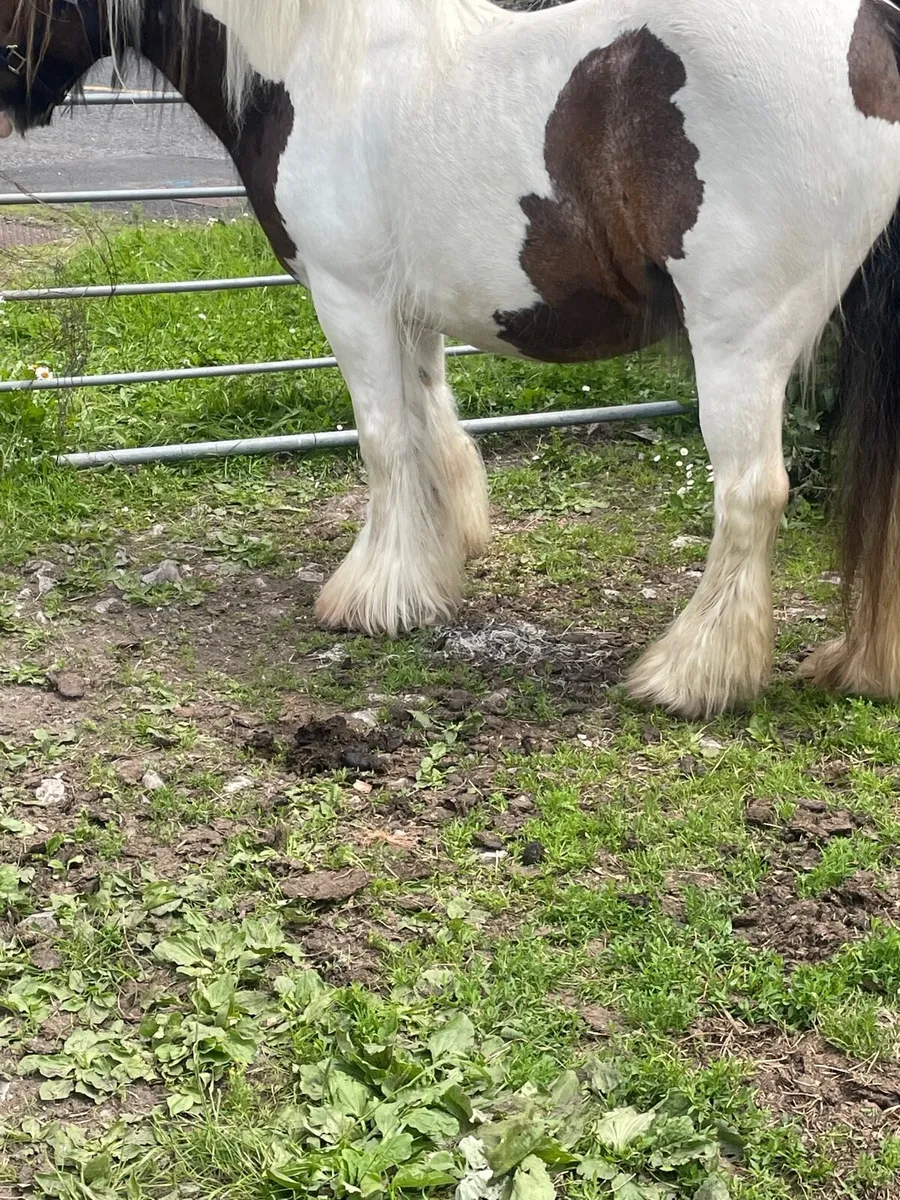 Mare for sale - Image 3