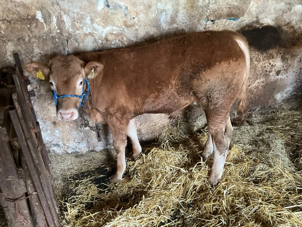Pure Bred Limousin Bull - Image 1