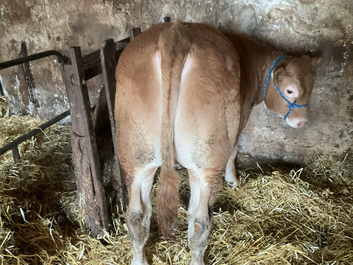 Pure Bred Limousin Bull - Image 2