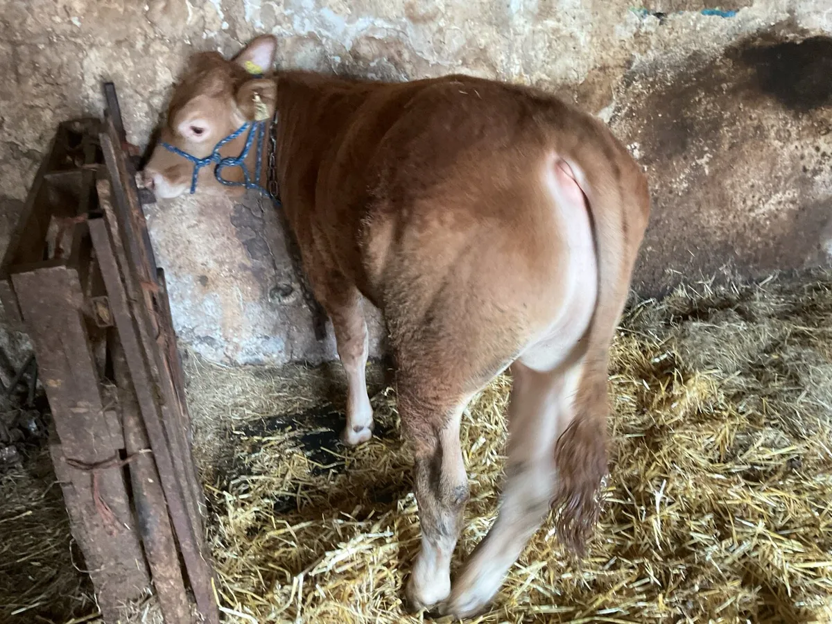 Pure Bred Limousin Bull - Image 3