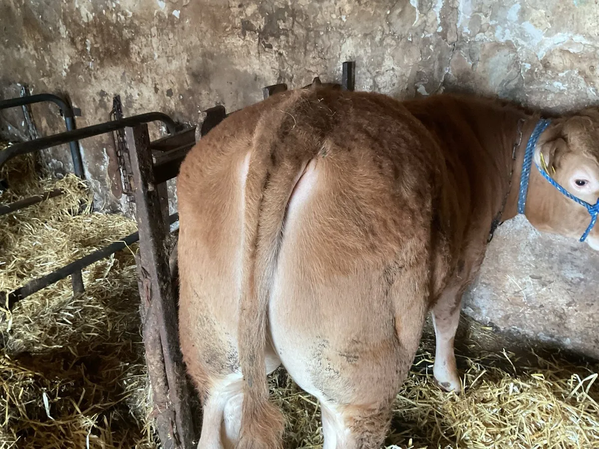 Pure Bred Limousin Bull - Image 4