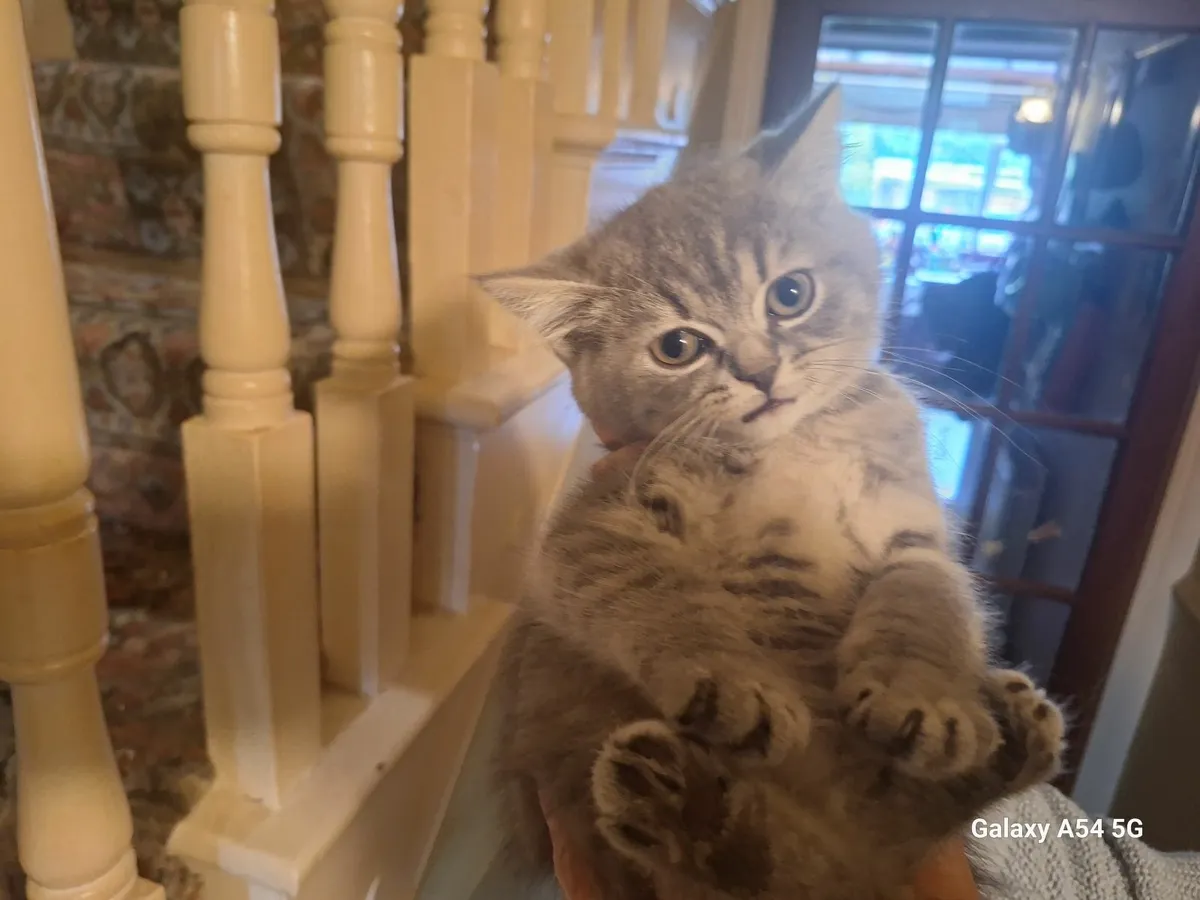 Kittens for sale - Image 1