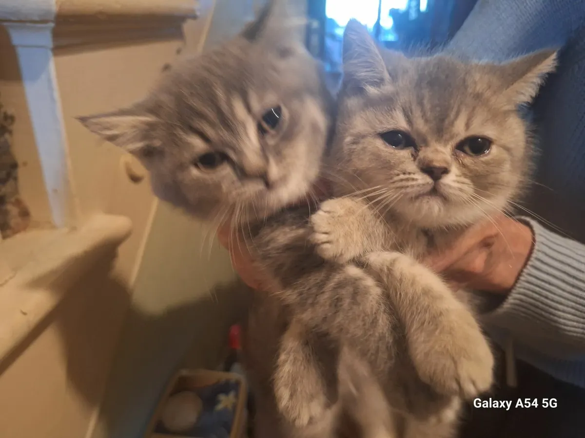 Kittens for sale - Image 2