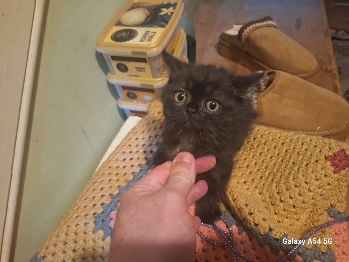 Kittens for sale - Image 3