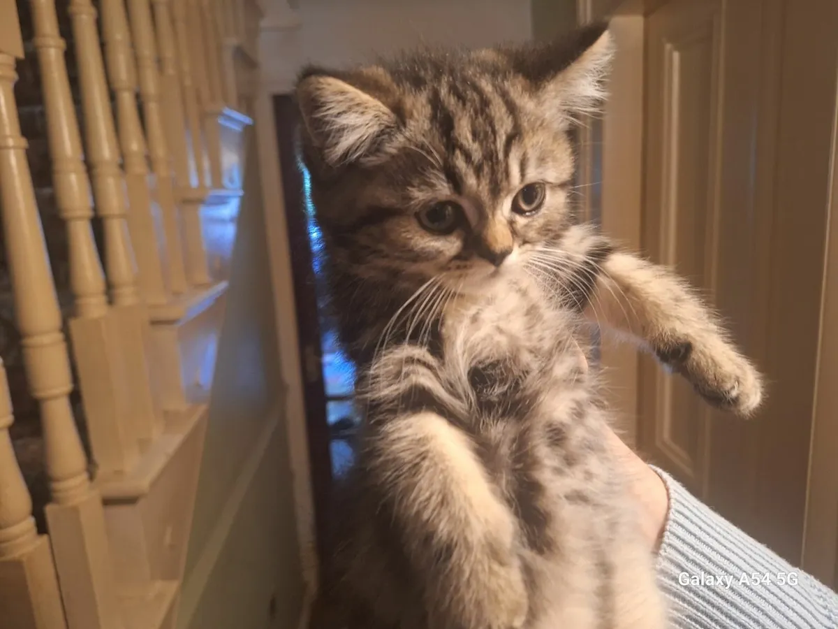 Kittens for sale - Image 4