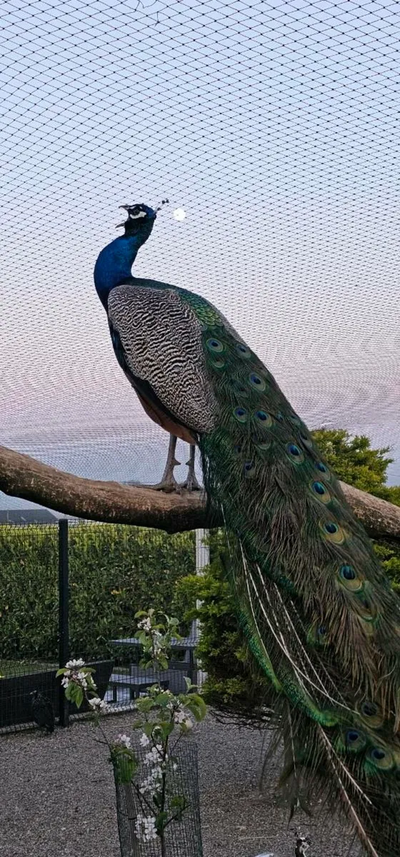 Peafowl and turkey hatching eggs - Image 2