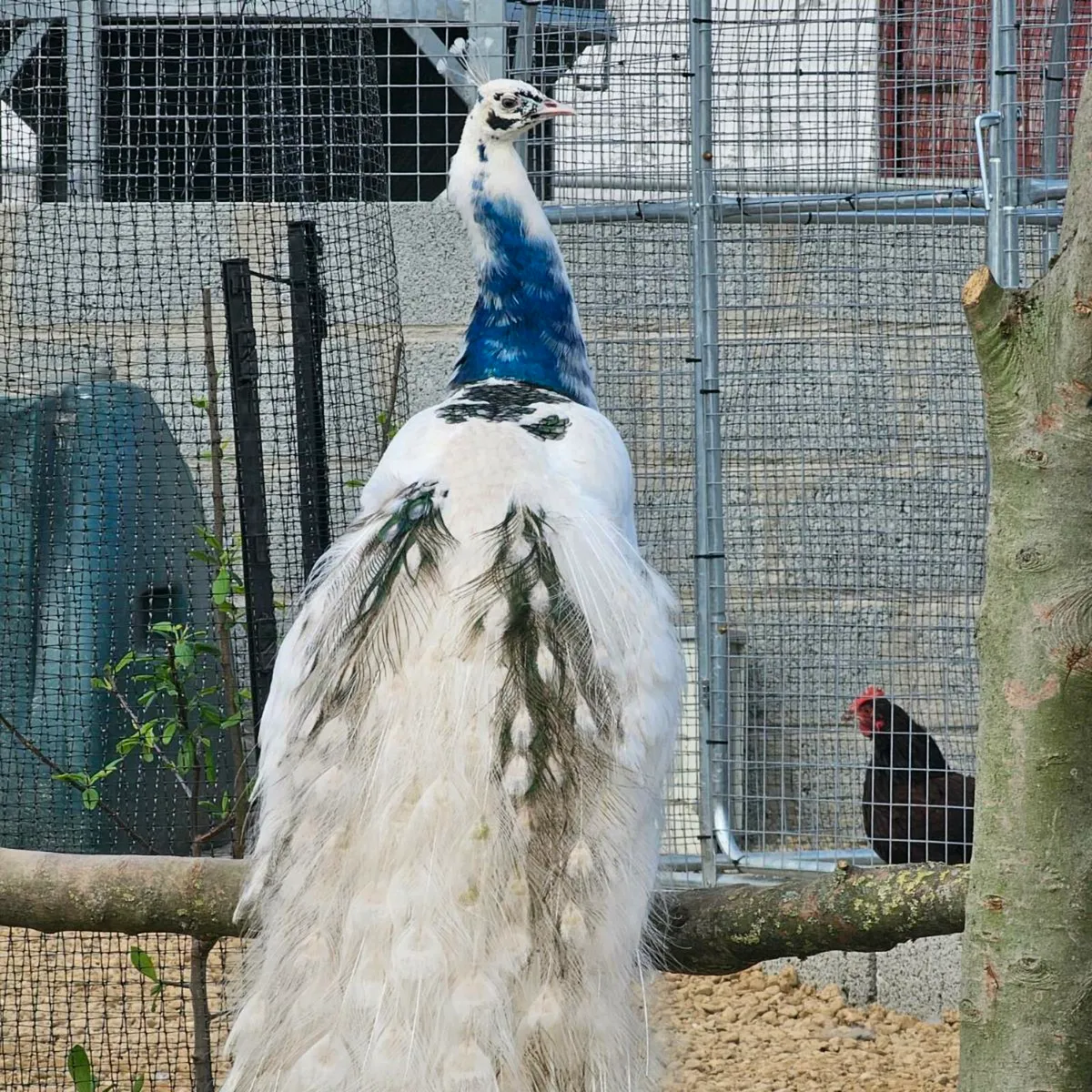 Peafowl and turkey hatching eggs - Image 3