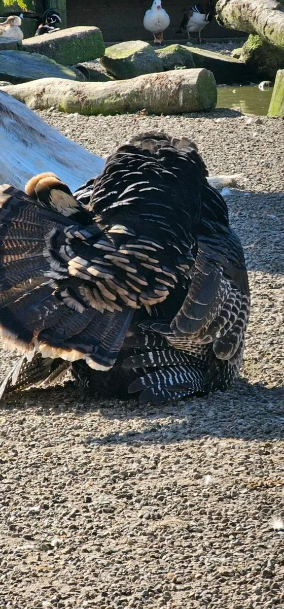 Peafowl and turkey hatching eggs - Image 4