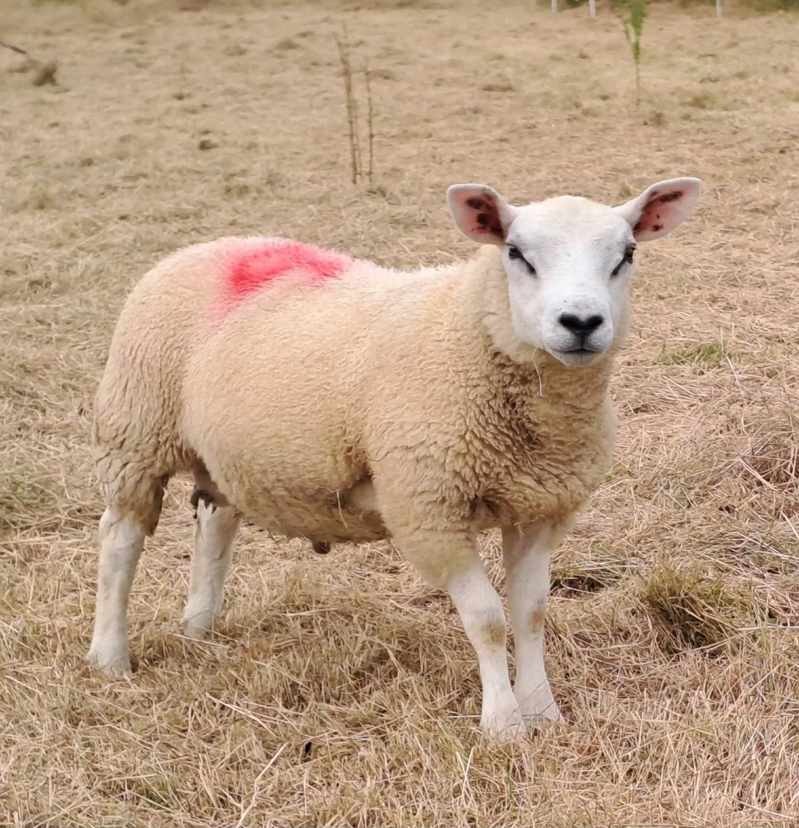 Pedigree texel lambs - Image 1
