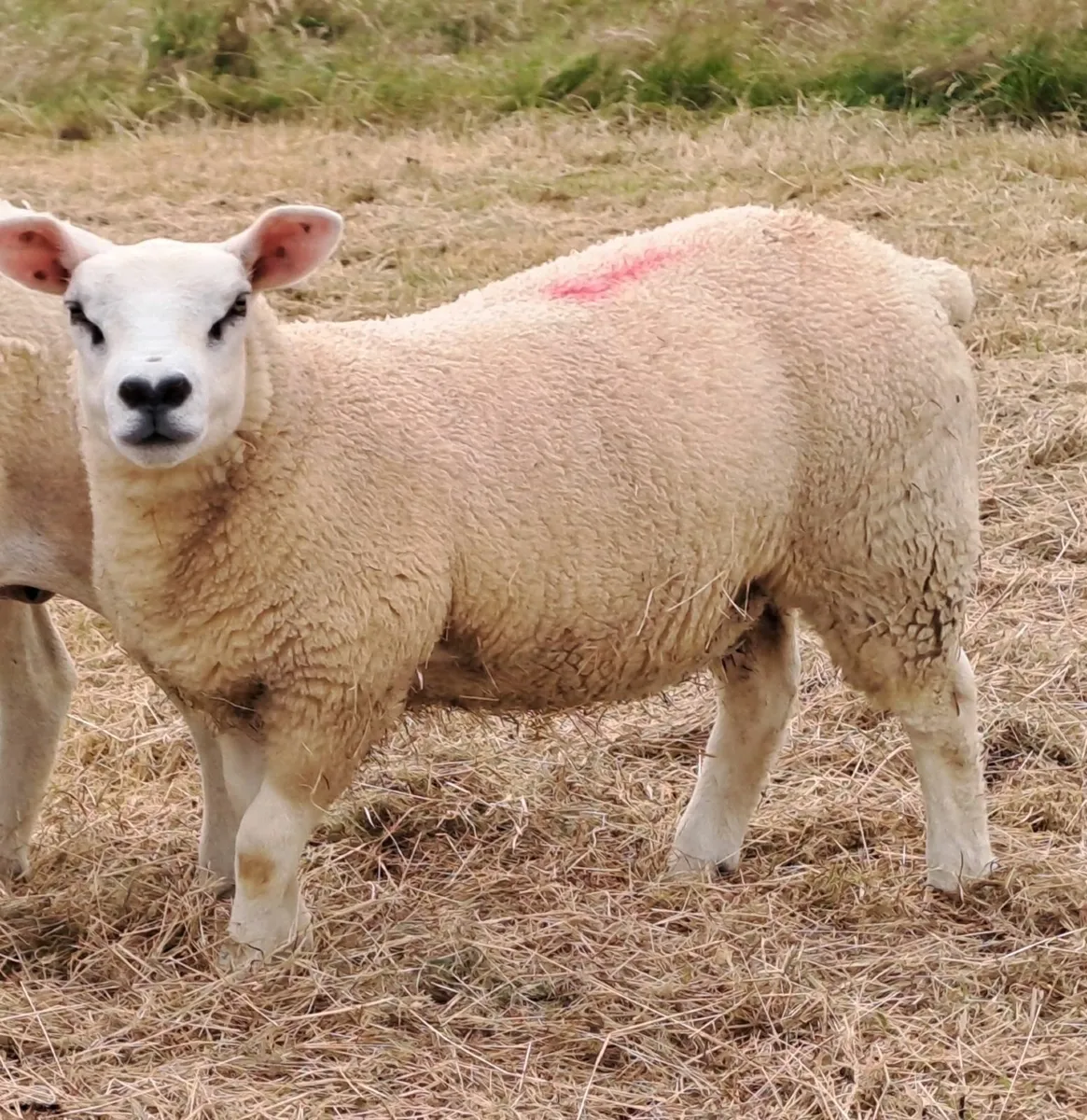 Pedigree texel lambs - Image 2