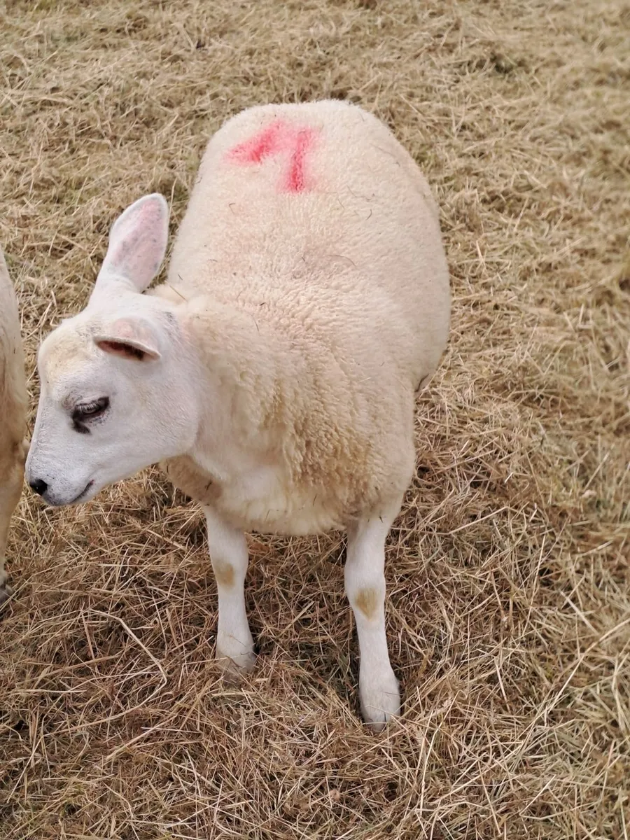 Pedigree texel lambs - Image 3
