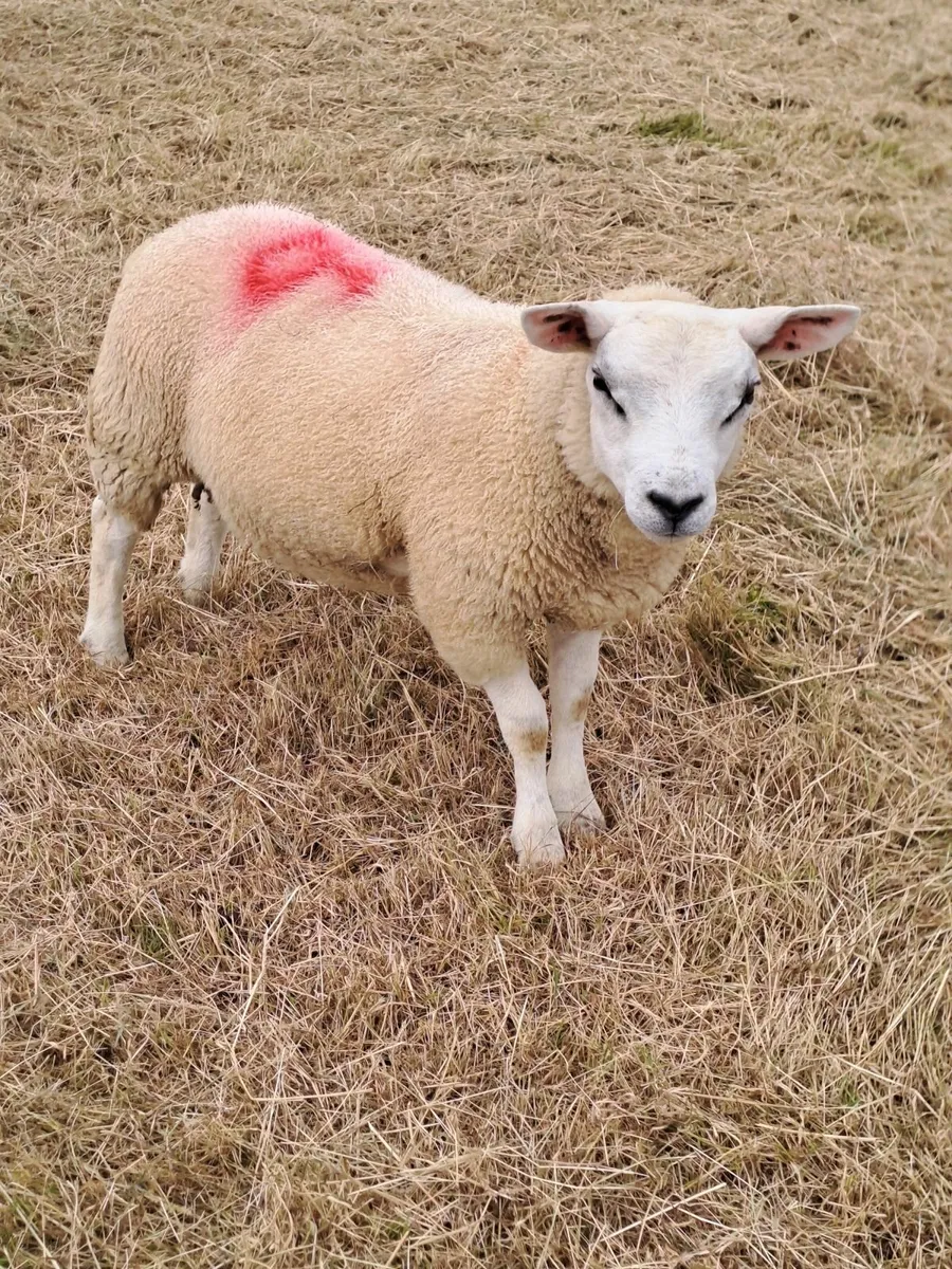 Pedigree texel lambs - Image 4