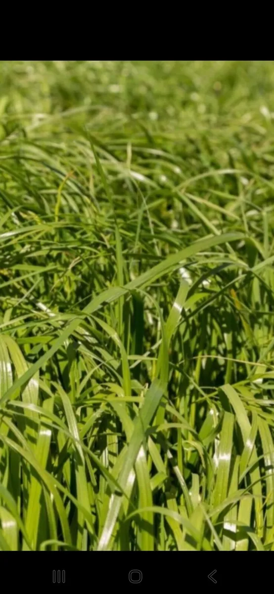 Silage for sale (growing)