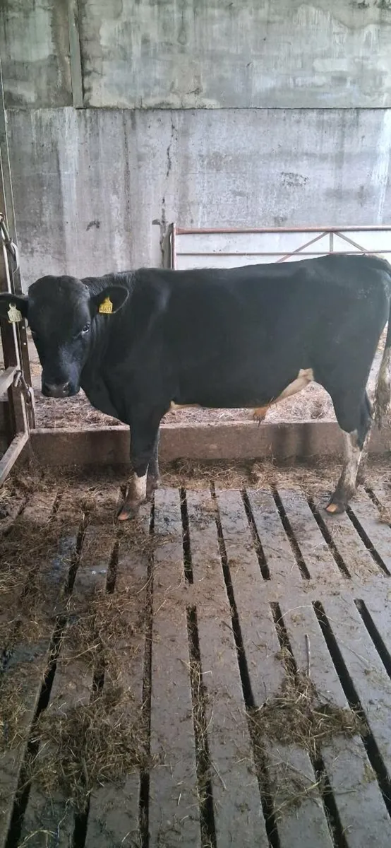 Vasectimized Bull