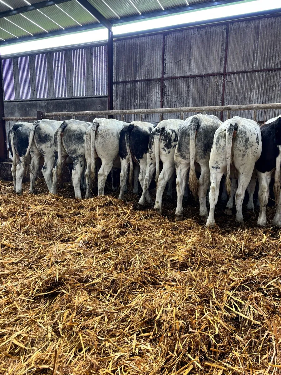 9 super blue heifers for breeding or feeding - Image 2